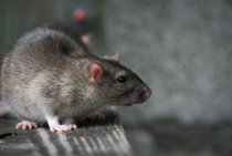 Les souris rongent-elles la mousse de polyuréthane que disent les propriétaires