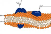 Structure et fonctions de la membrane cellulaire