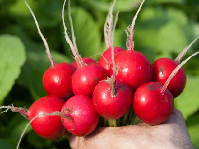 Cultiver des radis dans une serre aux vitamines croquantes au début du printemps