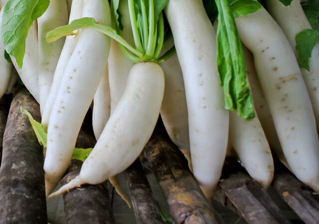 Cultiver des radis dans une serre aux vitamines croquantes au début du printemps