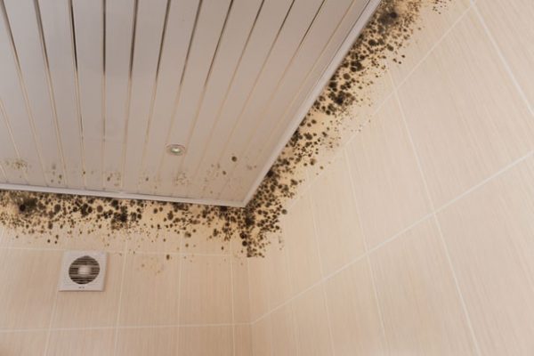 Comment éliminer les champignons dans la salle de bain