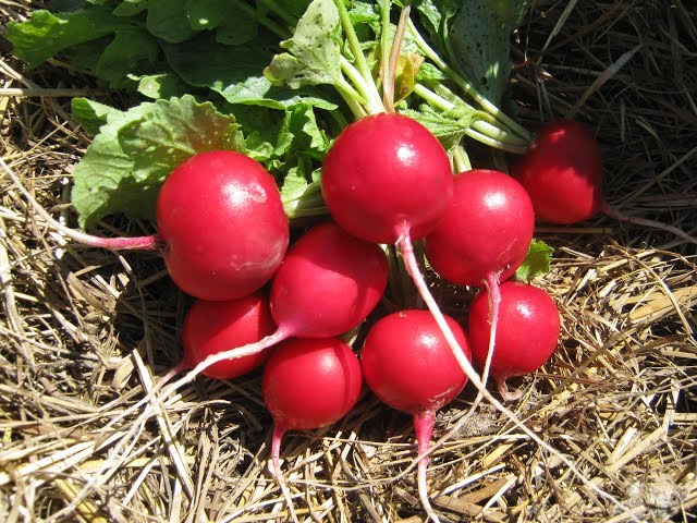 Cultiver des radis dans une serre aux vitamines croquantes au début du printemps